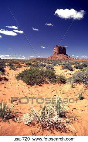 Desert Plants Arizona View Large Photo Image Stock Image - Desert Plants Arizona. Fotosearch