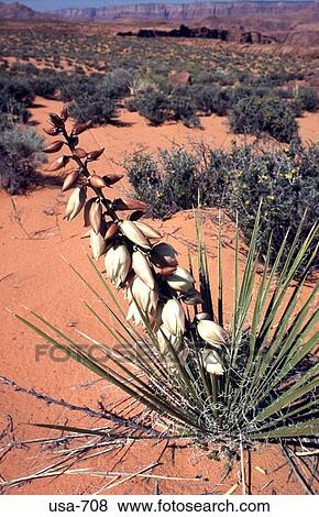 Desert Plants Arizona View Large Photo Image Stock Photo - Desert Plants Arizona. Fotosearch