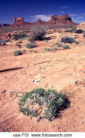 Desert Plants Arizona View Large Photo Image Stock Photography - Desert Plants Arizona. Fotosearch