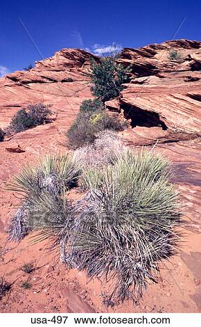 Desert Plants Page Arizona View Large Photo Image Stock Photo - Desert Plants Page Arizona. Fotosearch