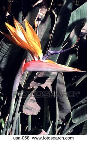 Exotic Flora Hawaii View Large Photo Image Stock Photo - Exotic Flora Hawaii. Fotosearch