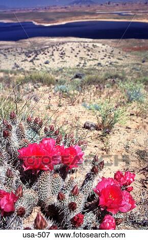 Flowering Plants near Lake Powell Page Arizona View Large Photo Image Stock Photo - Flowering Plants near Lake Powell Page Arizona. Fotosearch