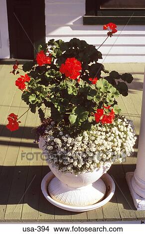 Flowers in a Pot Maryland USA View Large Photo Image Picture - Flowers in a Pot Maryland USA. Fotosearch