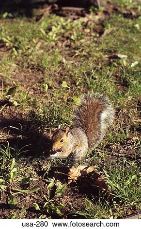 Grey Squirrel America USA View Large Photo Image Stock Image - Grey Squirrel America USA. Fotosearch