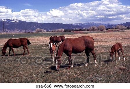 Horses Grazing Colorado View Large Photo Image Stock Photo - Horses Grazing Colorado. Fotosearch