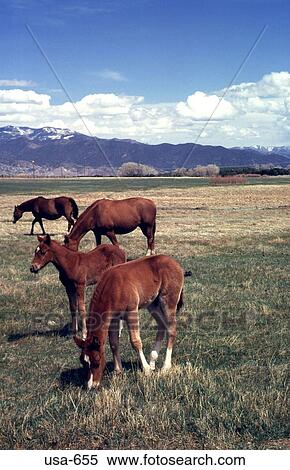 Horses Grazing Colorado View Large Photo Image Stock Photography - Horses Grazing Colorado. Fotosearch
