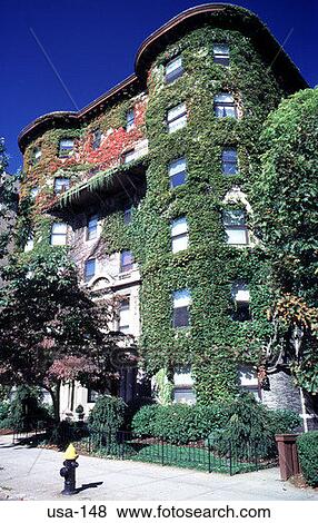 Stock Photo - Ivy Covered Apartment Boston USA. Fotosearch