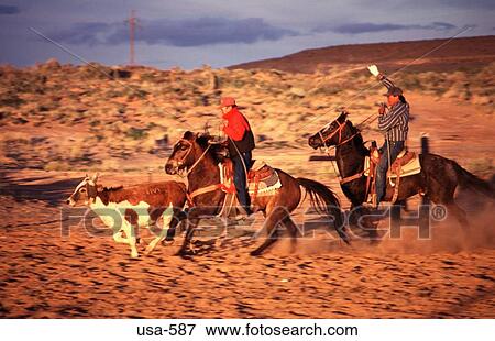Stock Photo - Navajo Ranchers Chasing Steer Arizona. Fotosearch
