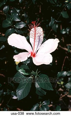 Stock Photo - Open Flower from America. Fotosearch