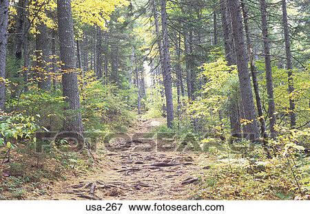 Path Through Forest New Hampshire USA View Large Photo Image Stock Photo - Path Through Forest New Hampshire USA. Fotosearch