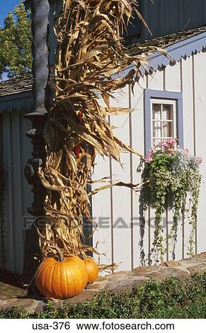 Pumpkin and Dried Maize outside Timber House USA View Large Photo Image Stock Photograph - Pumpkin and Dried Maize outside Timber House USA. Fotosearch