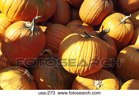 Pumpkins View Large Photo Image Stock Image - Pumpkins. Fotosearch