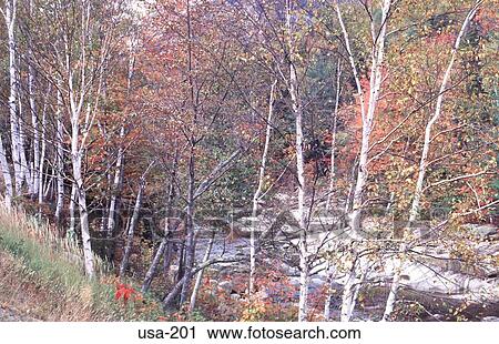 River Running through Trees New Hampshire View Large Photo Image Stock Image - River Running through Trees New Hampshire. Fotosearch