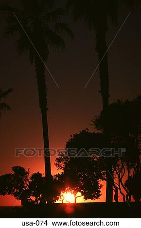 Silhouette of Palms at Sunset Hawaii USA View Large Photo Image Picture - Silhouette of Palms at Sunset Hawaii USA. Fotosearch