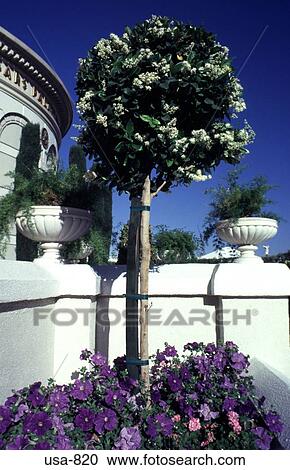Small Tree and Flowers by Wall Las Vegas Nevada View Large Photo Image Stock Image - Small Tree and Flowers by Wall Las Vegas Nevada. Fotosearch