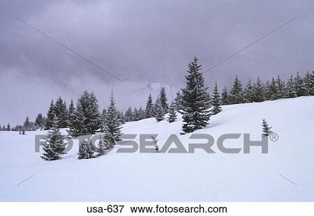 Stock Photo - Snowy Slope in the Rockies Colorado. Fotosearch