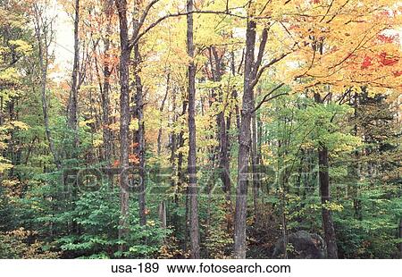 Stock Photo - Trees in the Fall New Hampshire USA. Fotosearch