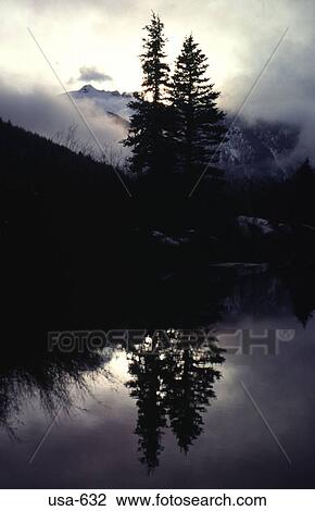 Stock Image - Two Trees on a River Bank Colorado. Fotosearch