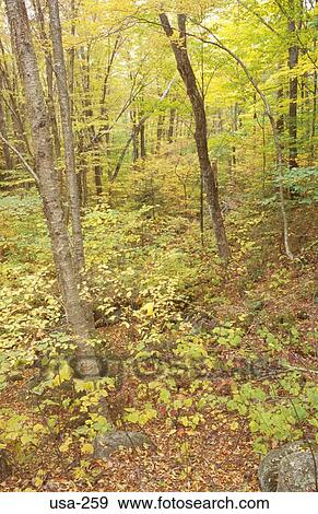 Undergrowth in Woods New Hampshire USA View Large Photo Image Stock Photo - Undergrowth in Woods New Hampshire USA. Fotosearch