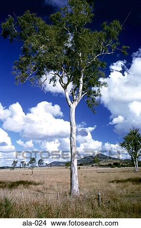 A Gum Tree in the Queensland Outback Australia View Large Photo Image Picture - A Gum Tree in the Queensland Outback Australia. Fotosearch