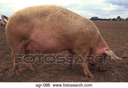 A Pig View Large Photo Image Stock Photograph - A Pig. Fotosearch
