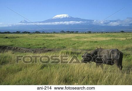 Picture - African Buffalo Amboseli National Reserve Kenya. Fotosearch