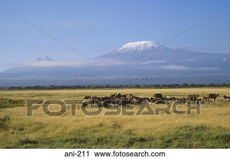African Buffalo Amboseli National Reserve Kenya View Large Photo Image Stock Image - African Buffalo Amboseli National Reserve Kenya. Fotosearch