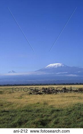 Stock Image - African Buffalo Amboseli National Reserve Kenya. Fotosearch