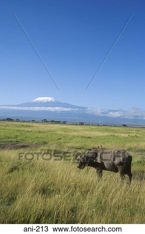 African Buffalo Amboseli National Reserve Kenya View Large Photo Image Stock Image - African Buffalo Amboseli National Reserve Kenya. Fotosearch