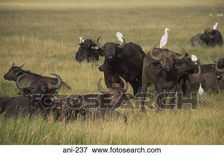 African Buffalo Amboseli National Reserve Kenya View Large Photo Image Stock Photo - African Buffalo Amboseli National Reserve Kenya. Fotosearch
