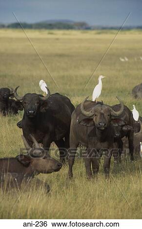 African Buffalo Amboseli National Reserve Kenya View Large Photo Image Stock Photograph - African Buffalo Amboseli National Reserve Kenya. Fotosearch