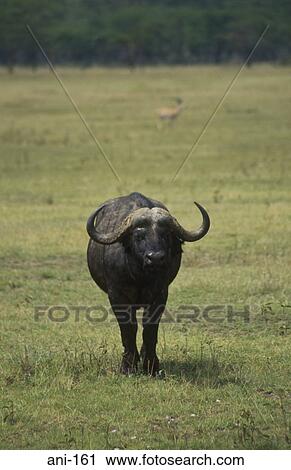 Stock Image - African Buffalo Lake Nakuru National Reserve Kenya. Fotosearch