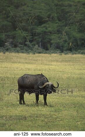 African Buffalo Lake Nakuru National Reserve Kenya View Large Photo Image Stock Photography - African Buffalo Lake Nakuru National Reserve Kenya. Fotosearch