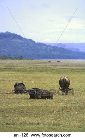 African Buffalos Lake Nakuru National Reserve Kenya View Large Photo Image Stock Photograph - African Buffalos Lake Nakuru National Reserve Kenya. Fotosearch