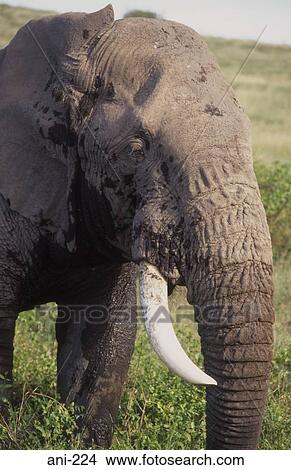 African Elephant Amboseli National Reserve Kenya View Large Photo Image Picture - African Elephant Amboseli National Reserve Kenya. Fotosearch