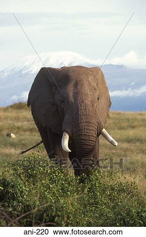 Stock Image - African Elephant Amboseli National Reserve Kenya. Fotosearch