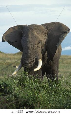 African Elephant Amboseli National Reserve Kenya View Large Photo Image Stock Image - African Elephant Amboseli National Reserve Kenya. Fotosearch
