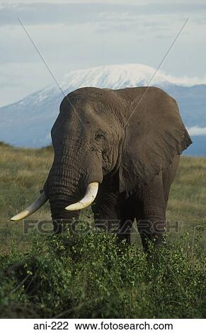 African Elephant Amboseli National Reserve Kenya View Large Photo Image Stock Image - African Elephant Amboseli National Reserve Kenya. Fotosearch