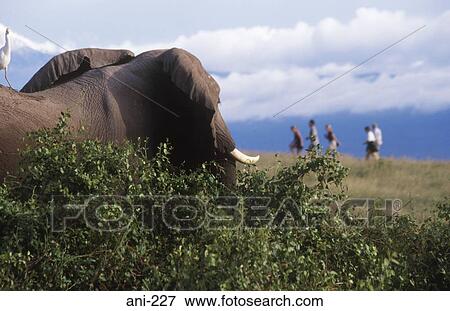 African Elephant Amboseli National Reserve Kenya View Large Photo Image Stock Photo - African Elephant Amboseli National Reserve Kenya. Fotosearch