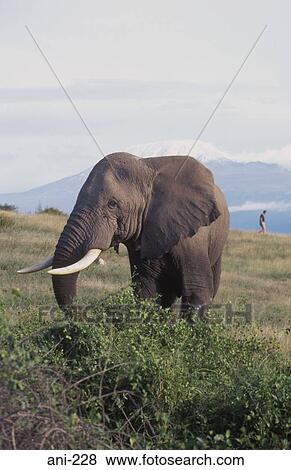 African Elephant Amboseli National Reserve Kenya View Large Photo Image Stock Photo - African Elephant Amboseli National Reserve Kenya. Fotosearch