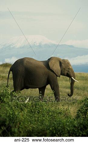 African Elephant Amboseli National Reserve Kenya View Large Photo Image Stock Photography - African Elephant Amboseli National Reserve Kenya. Fotosearch