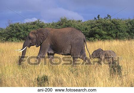 Stock Image - African Elephant and Calf Masai Mara National Reserve Kenya. Fotosearch