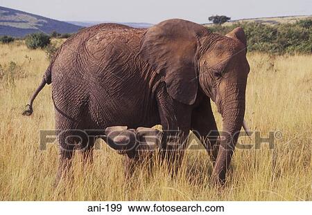 African Elephant and Calf Masai Mara National Reserve Kenya View Large Photo Image Stock Photo - African Elephant and Calf Masai Mara National Reserve Kenya. Fotosearch