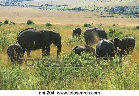 African Elephant Herd Masai Mara National Reserve Kenya View Large Photo Image Picture - African Elephant Herd Masai Mara National Reserve Kenya. Fotosearch