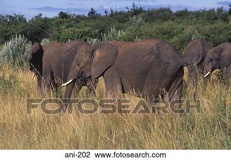 Stock Image - African Elephant Herd Masai Mara National Reserve Kenya. Fotosearch