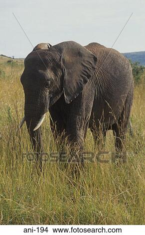 African Elephant Masai Mara National Reserve Kenya View Large Photo Image Picture - African Elephant Masai Mara National Reserve Kenya. Fotosearch