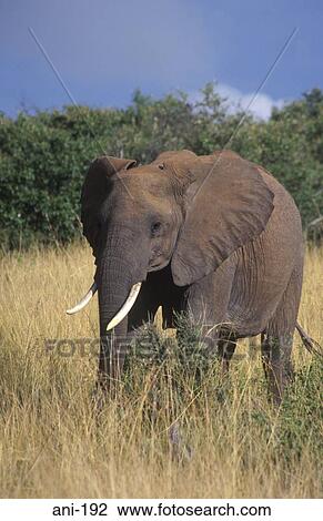 African Elephant Masai Mara National Reserve Kenya View Large Photo Image Stock Image - African Elephant Masai Mara National Reserve Kenya. Fotosearch