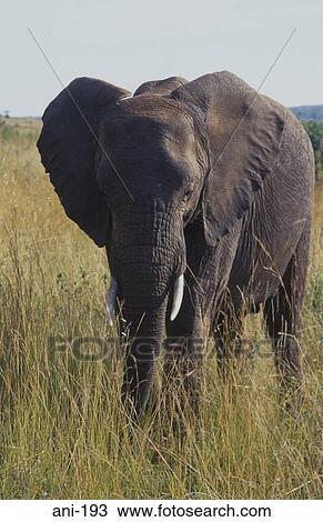 Stock Image - African Elephant Masai Mara National Reserve Kenya. Fotosearch