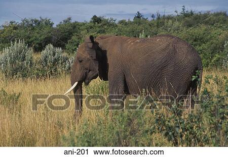 African Elephant Masai Mara National Reserve Kenya View Large Photo Image Stock Image - African Elephant Masai Mara National Reserve Kenya. Fotosearch