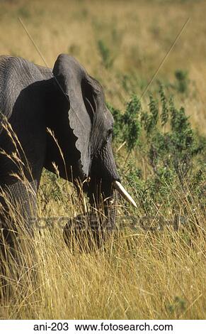Stock Image - African Elephant Masai Mara National Reserve Kenya. Fotosearch